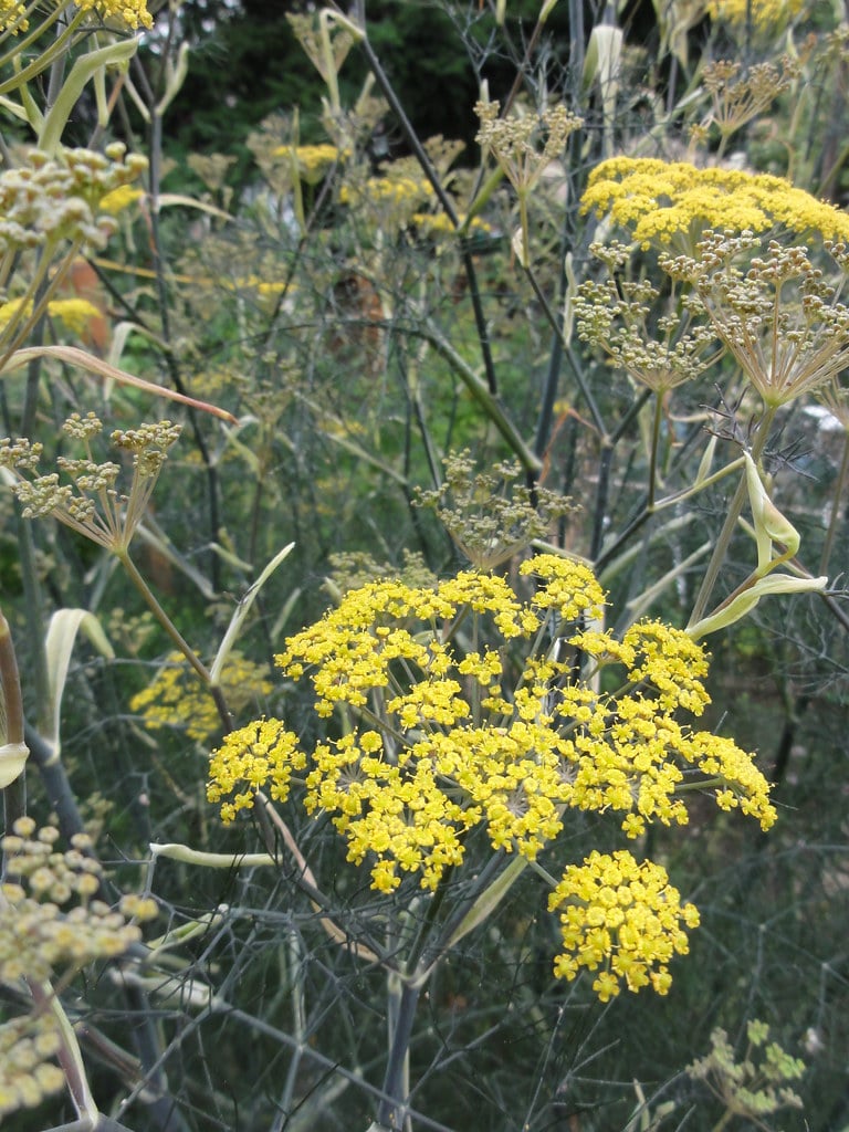 Bronze Fennel