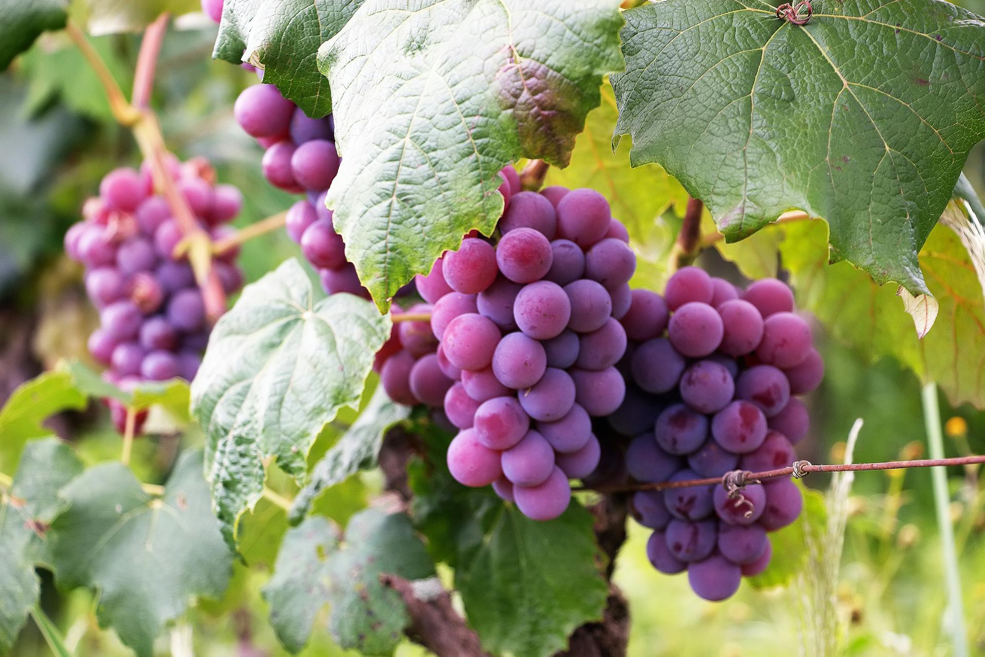 Grape