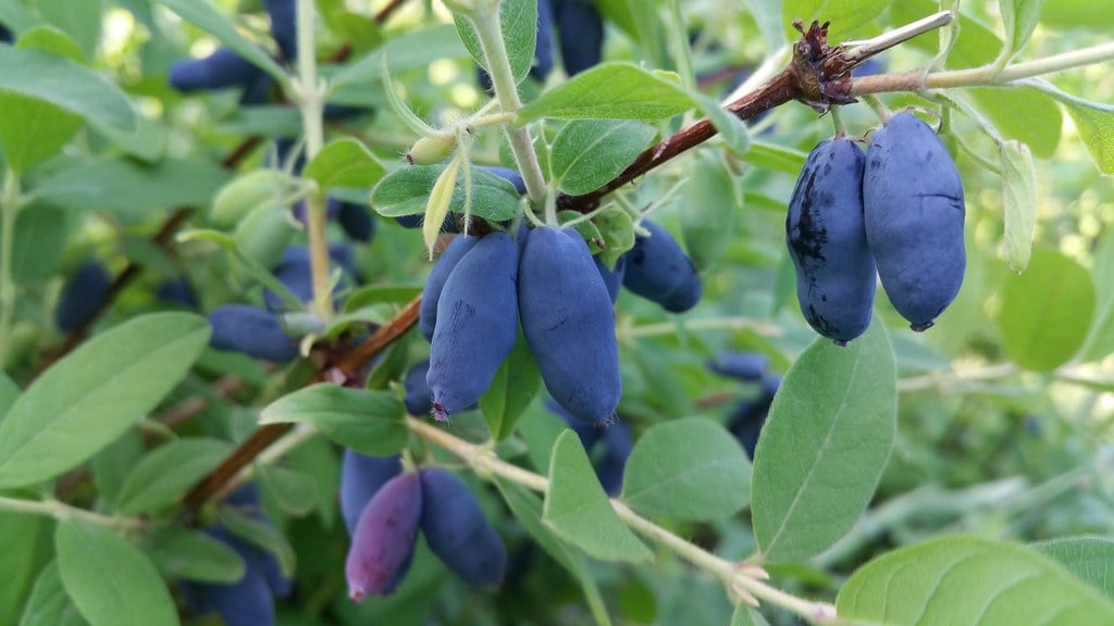 Honeyberry