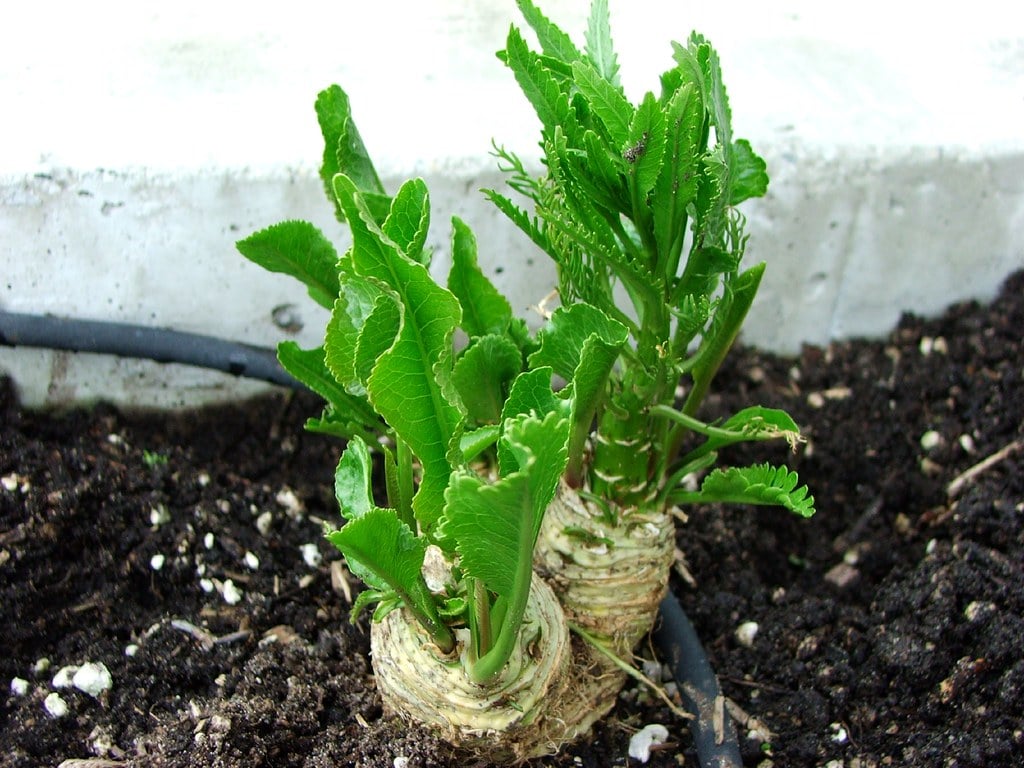 Horseradish