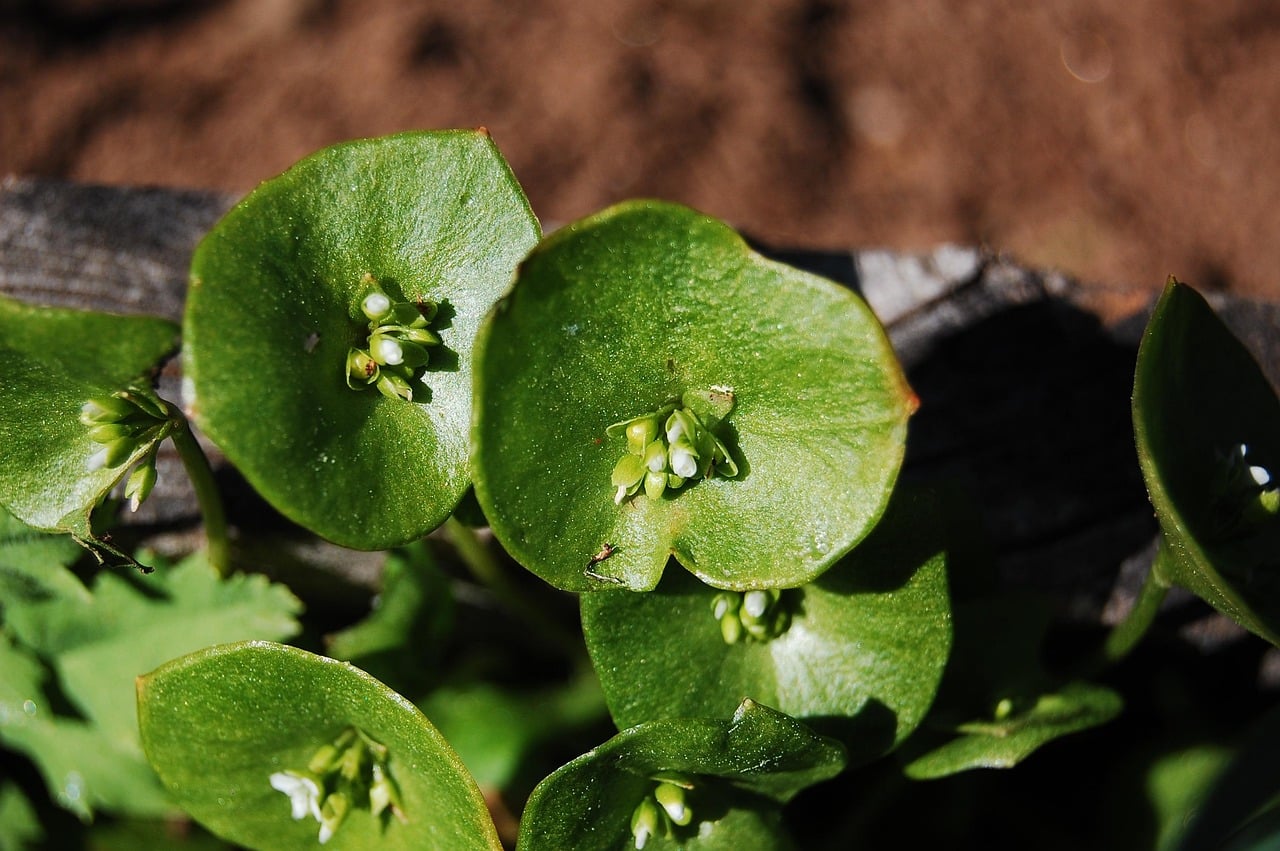 Miners Lettuce