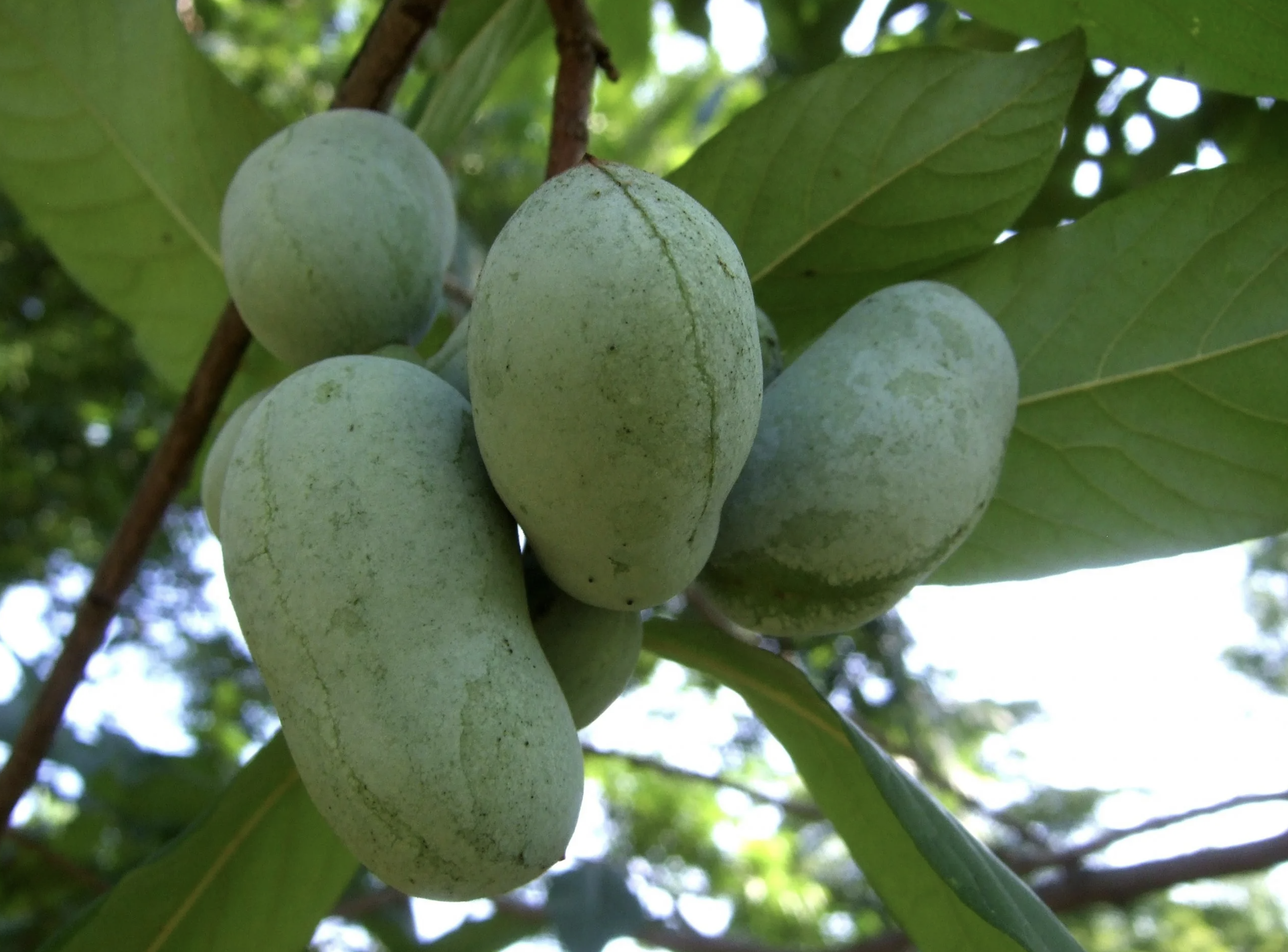 Pawpaw