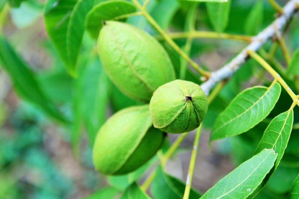 Pecan