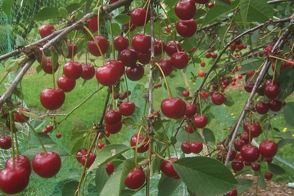 Tart Cherry