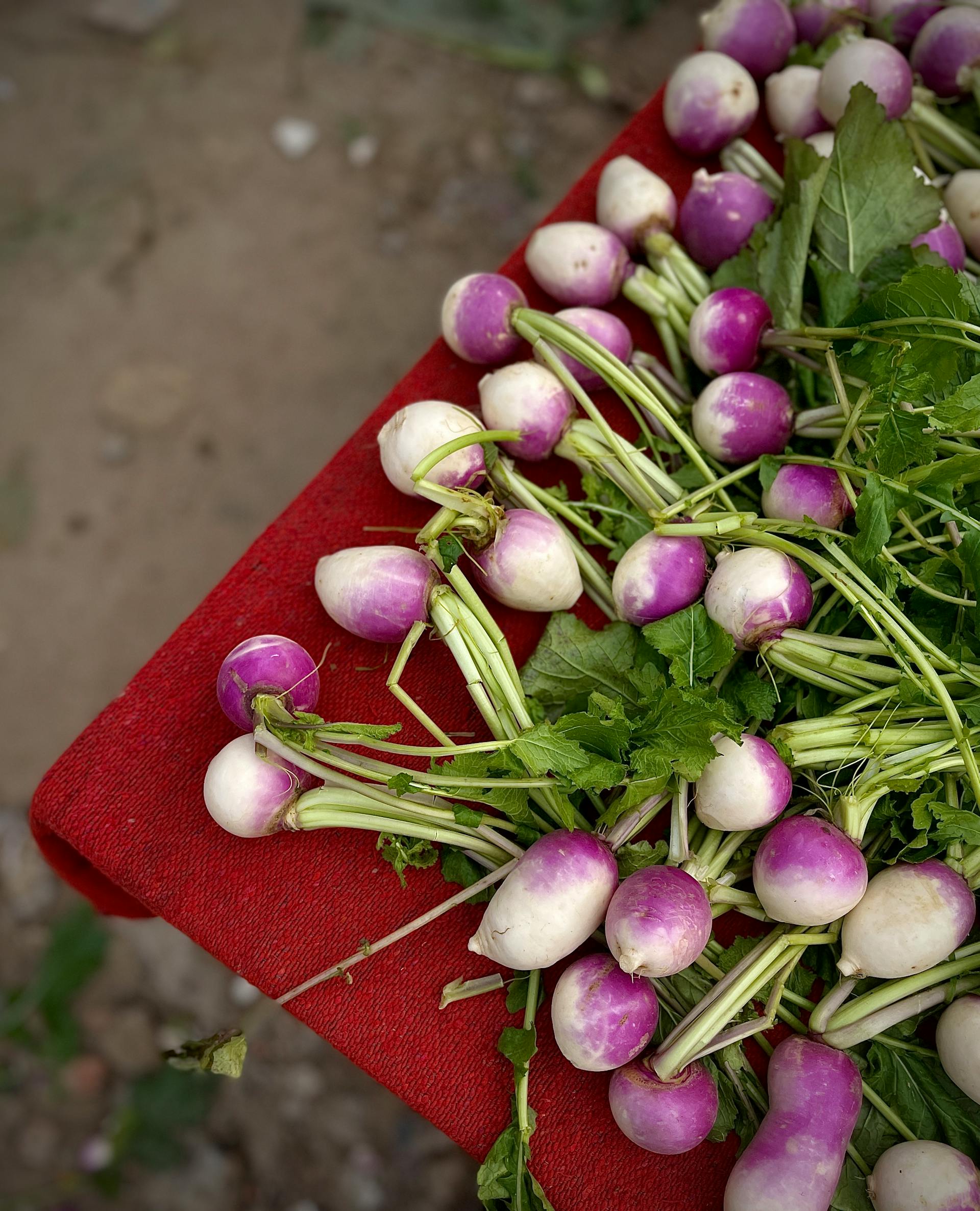 Turnip