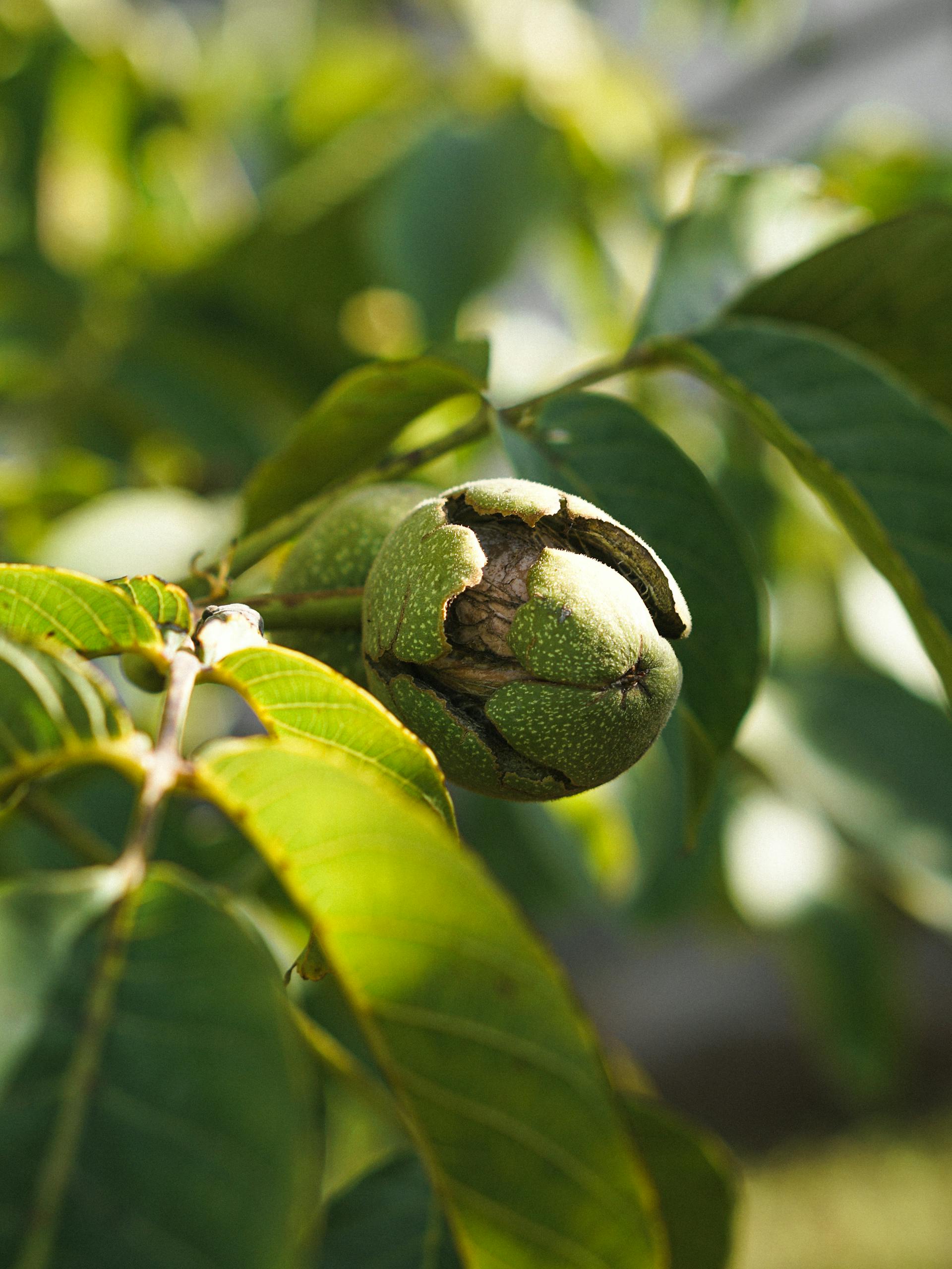 Walnut